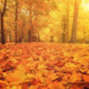 Meet your Posher, Sadia